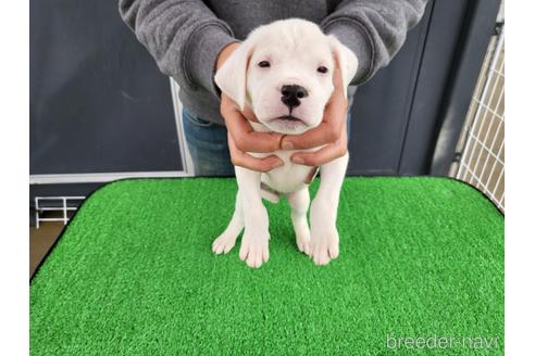 成約済の愛知県のその他の犬種-160928